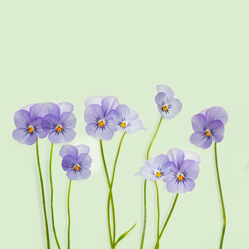 Recharge de graines de pensée pour potager connecté d'intérieur Cultive sur fond vert clair